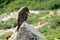 Small gray bird sitting on the rock