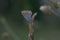 Small gray and blue butterfly with orange and black spots