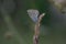 Small gray and blue butterfly with orange and black spots