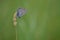 Small gray and blue butterfly with orange and black spots