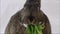 Small gray bunny rabbit eats a dandelion leaf closeup plain background