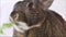 Small gray bunny rabbit eats greens closeup at an angle plain background