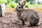 Small gray domestic bunny rabbit pauses for a pose in the garden