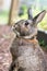 Small gray domestic bunny rabbit stands guard in the garden, portrait
