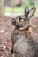 Small gray domestic bunny rabbit stands guard in the garden, portrait