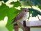 A small gray flycatcher sits on a fence on one leg. The second leg of the bird is bent, it is damaged.