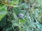 Small gray furry beetle on leaf in Swaziland