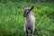 A small, gray goatling kid grazes and plays in the meadow