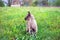 A small, gray goatling kid grazes and plays in the meadow