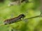 A small gray hairy caterpillar with longitudinal brown stripes devours leaves on a Bush branch.