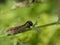 A small gray hairy caterpillar with longitudinal brown stripes devours leaves on a Bush branch.