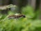 A small gray hairy caterpillar with longitudinal brown stripes devours leaves on a Bush branch.