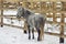 Small gray horse walking in the paddock