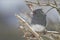 Small Gray Junco Bird -