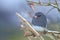 Small Gray Junco Bird - perched on Branches Misty Morning