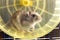 Small gray jungar hamster rat in yellow home cage