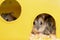 Small gray jungar hamster rats in yellow home cage