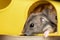 Small gray jungar hamster rats in yellow home cage