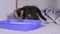 A small gray kitten is accustomed to a blue litter box, sniffing a white silica gel filler.