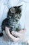 Small gray kitten in the arms of veterinarian doctor close-up