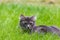 Small gray kitten in grass