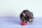 Small gray kitten holds a knitted toy heart in his teeth