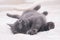 Small gray kitten lying on a white bed.