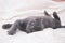 Small gray kitten lying on a white bed.