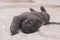 Small gray kitten lying on a white bed.