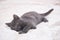 Small gray kitten lying on a white bed.