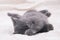 Small gray kitten lying on a white bed.