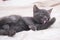 Small gray kitten lying on a white bed.