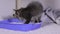 A small gray kitten rummages in a silica gel filler in a litter box.