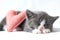 A small gray kitten sleeps on a white blanket next to knitted hearts. The concept of valentine`s day and pets