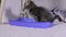 A small gray kitten urinates in a blue toilet tray with white silica gel litter at home.