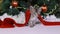 A small gray kitten walks under the Christmas tree in the snow. Preparation for the New Year.