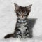 Small gray maine coon kitten on white background