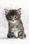 Small gray maine coon kitten on white background fur