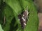 Small gray moth