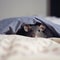 Small gray mouse peeks out from under blanket, mouse hid, close-up, funny photo