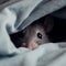 Small gray mouse peeks out from under blanket, mouse hid, close-up, funny photo