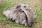 Small gray ostrich baby lies on grass in contact zoo