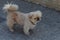 A small gray pekinese dog stands on the sidewalk in the street