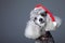 Small gray poodle with red christmas cap