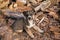 A Small Gray Puppy With Blue Eyes Plays In The Yard Of A Village House, Strewn With Sawdust