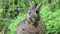 Small gray rabbit in garden eating greens closeup mouth cute