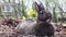 Small gray rabbit relaxing in home garden smelling fresh air nose twitch head turns in early Spring