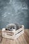 A small gray Scottish Fold kitten sits in a wooden box. The kitten was frightened and hid.