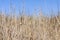 Small gray snail shells on yellow dry solid grass