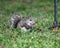 Small gray squirrel atop lush green grass and foliage in a natural setting